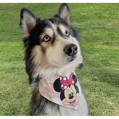 DISNEY - Ropa para mascotas - pañoleta minnie mouse T S-M