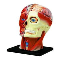 DIDACTICOS PINOCHO - Modelo anatomico la cabeza