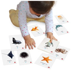 TOOL BE - Flash Cards Animales del Agua