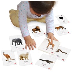 TOOL BE - Flash Cards Animales Salvajes