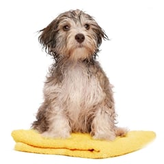 P&R APRECIOSDEREMATE - Toalla de Microfibra ultra absorbente para Baño de Mascotas