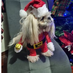 GENUINE INNOVATIONS - Traje Navideño Para Mascota Perro Gato Papa Noel Xxl