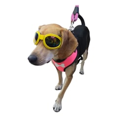 GENERICO - GAFAS PARA PERRO DEPORTIVAS AJUSTABLES