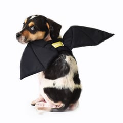 WAWAW - Alas para perro talla L Murciélago Halloween