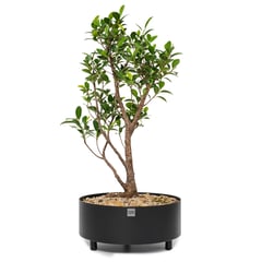 GENERICO - Matera Bonsai negra 30 cm diámetro x 15 cm altura