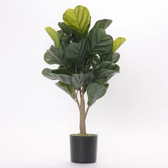 MICA - Planta 66 x 12.5 cm