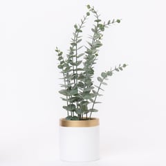 MICA - Planta 45 x 20 cm