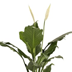 undefined - Garza Blanca - Spathiphyllum Wallisii De Interior Diámetro 19 Cm