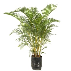 undefined - Palma Areca De 120 Cm - Dypsis Lutescens De Interior Diámetro 40 Cm