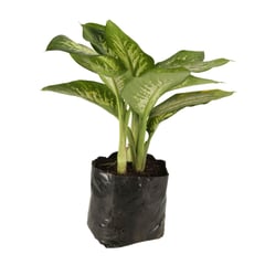 undefined - Nieve Tropical - Dieffenbachia De Interior Diámetro 35 Cm