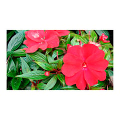 undefined - Besito Nueva Guinea Rojo - Impatiens Hawkeri De Exterior Diámetro 14 Cm