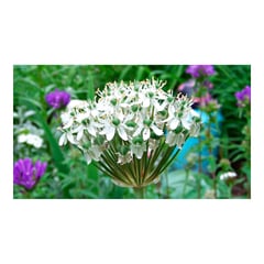 undefined - Cebollitas - Allium Shoenoprasum De Exterior Diámetro 14 Cm