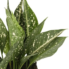 undefined - Aglaonema Perdíz - Aglaonema De Interior Diámetro 30 Cm