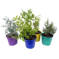 DECORPLANTAS - Aromáticas Variadas De Exterior Diámetro 14 Cm