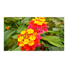 undefined - Lantana Roja - Dypsis Lutescens De Exterior Diámetro 10 Cm