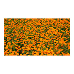 undefined - Marygold Surtida - Tagetes De Exterior Diámetro 14 Cm