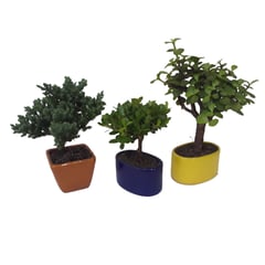 undefined - Bonsai Mini De 2 Años - Acer Japonico De Interior Diámetro 14 Cm