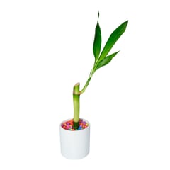 DISTRI ABC - Bambú De La Suerte Lucky Bambú De 13 Cm - Dracaena De Interior Diámetro 6 Cm X 2 Unidades