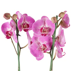 DICUORE - Orquídea Premium - Phalaenopsis de Interior Diámetro 12 Cm