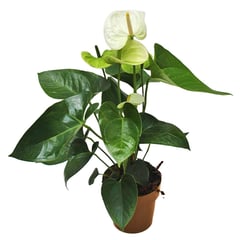 undefined - Anturio Blanco - Anthurium Andraenum De Interior Diámetro 14 Cm