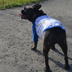 SNOOPY - Camiseta para Mascota Azul